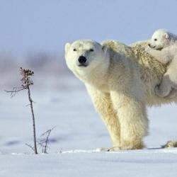 Полярных медведей истребляет глобальное потепление Белый медведь вымирающий вид
